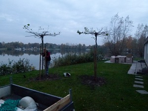 Platanen met uitzicht Vastzetten van de platanen