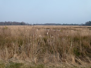 Planten in het Wierdense Veld